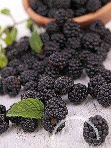 blackberry mint