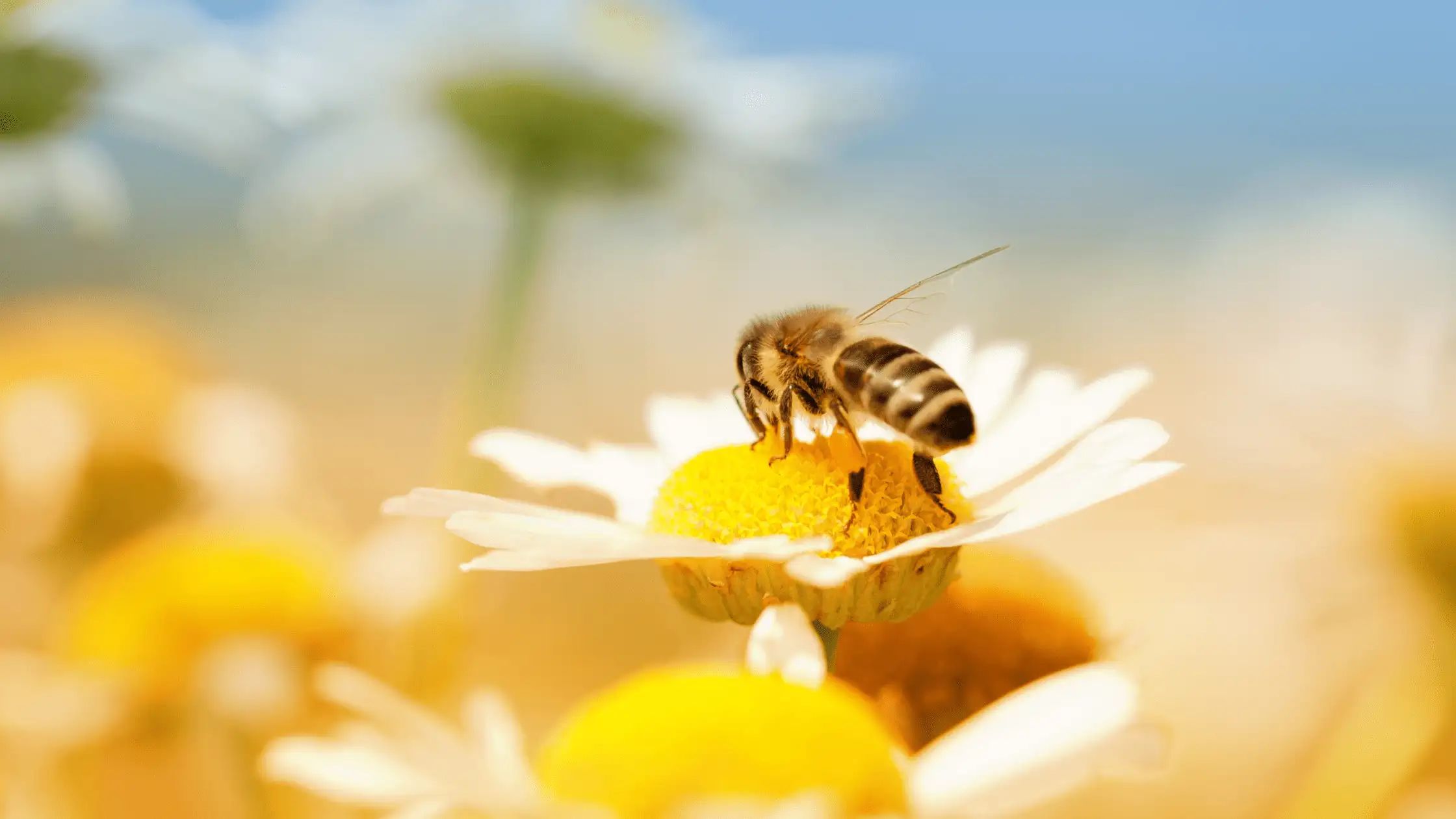 From Flowers to Wellness: The Incredible Benefits of Bee Pollen!